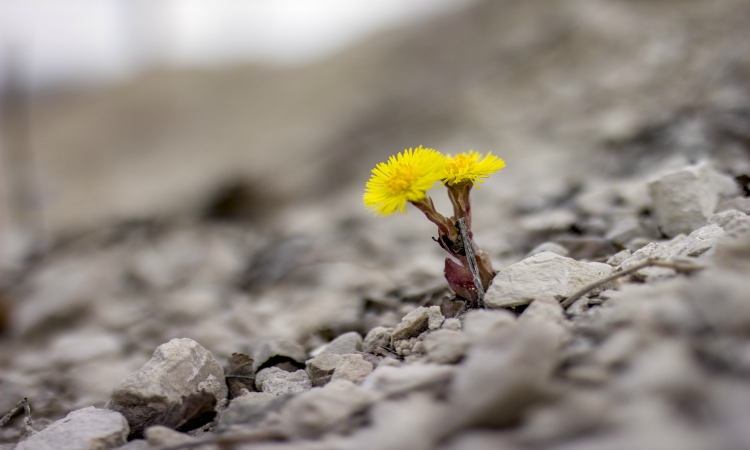 LP – blog – resistance – 2