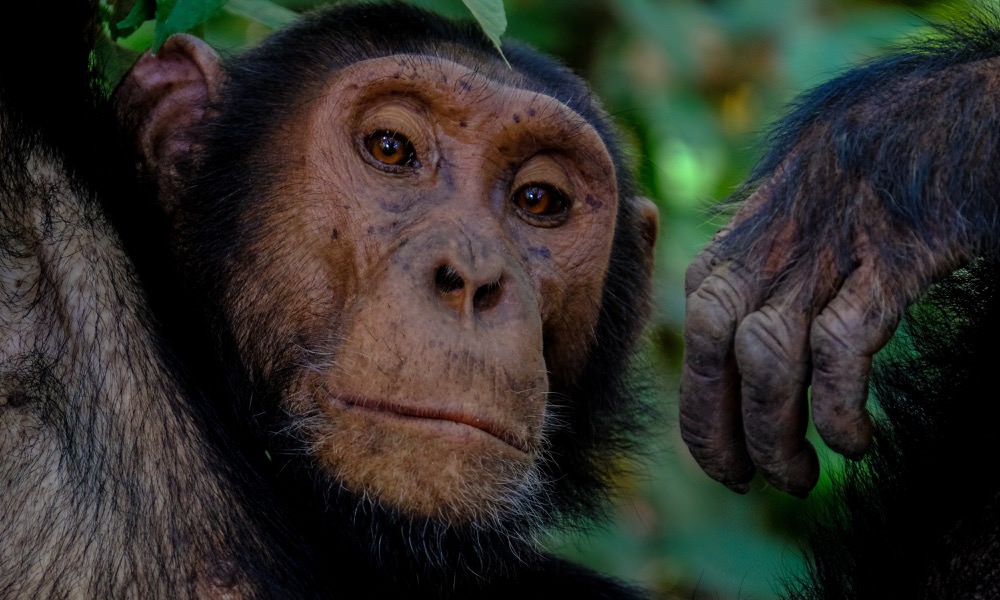 30 – Optimise your business mind- Harness the Chimp Paradox_1000x600 (1)