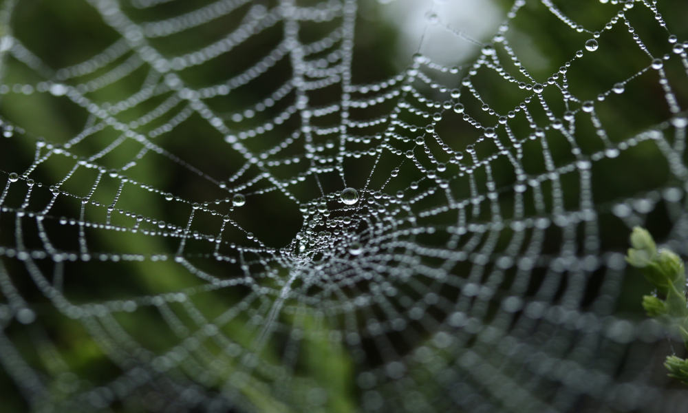 LP-blog-weaver-first