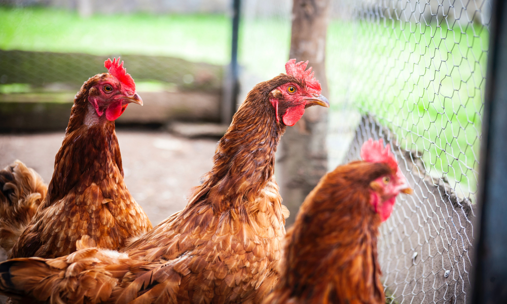 LP-blog-chicken-First