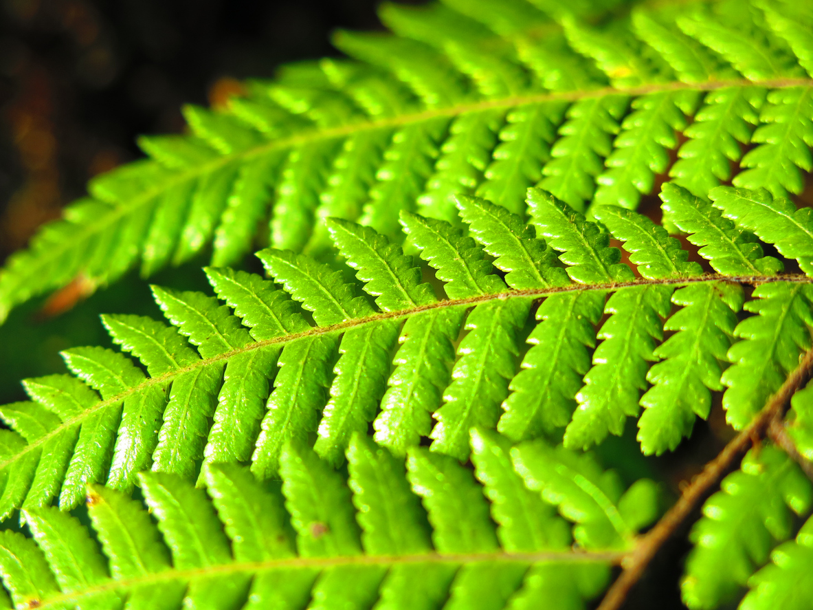 Green leaves background
