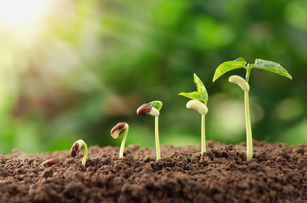 Agriculture,Plant,Seeding,Growing,Step,Concept,In,Garden,And,Sunlight